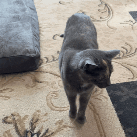 GIF by Caravan of Paws
