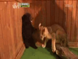 Bear GIF