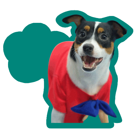 Happy Birthday Dog Sticker by Awesome Pawsome Treats