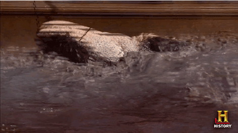 History Channel GIF by Swamp People - Find & Share on GIPHY