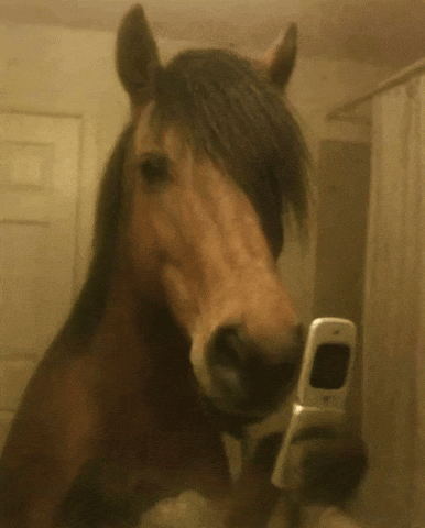 Funny Horse GIF