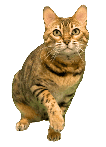 Catch It Bengal Cat Sticker by Kitty Fuchs