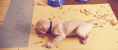 marley and me puppy GIF