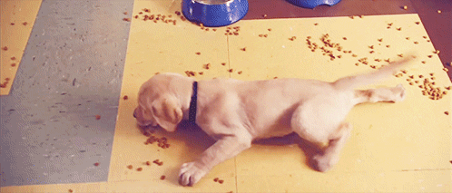 Marley And Me Puppy GIF - Find & Share on GIPHY