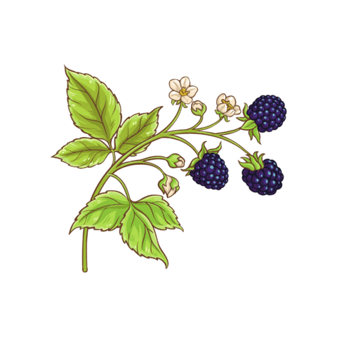 Morandina Sticker