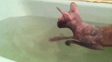 giphy.gif