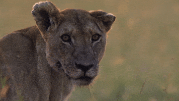 hungry big cat GIF by BBC Earth