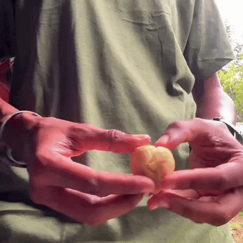 Breakfast Dumplings GIF