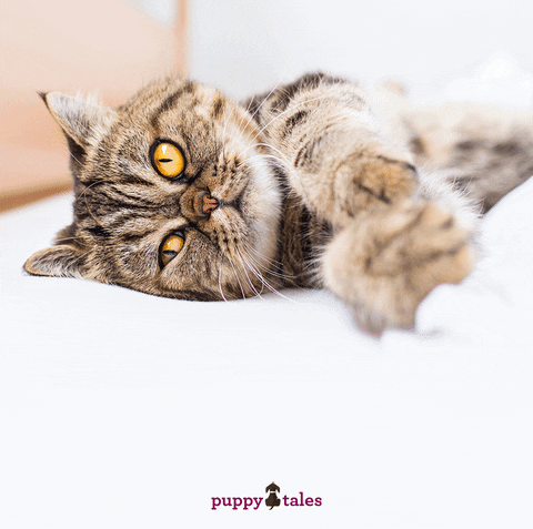 Cat On Bed GIFs - Get the best GIF on GIPHY