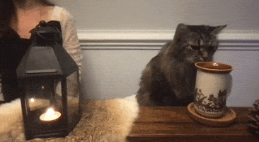 Cat Tea GIF