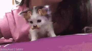 Cat Kitty GIF