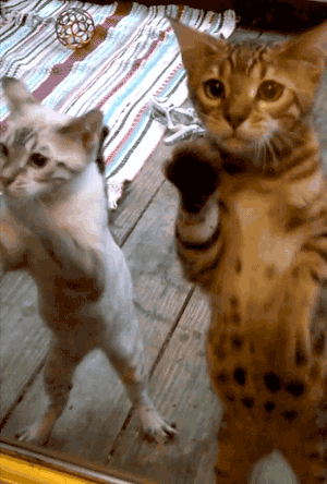  cat cats window pawing GIF