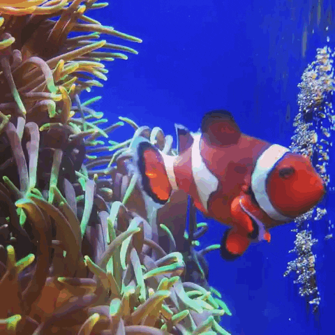 hungry finding nemo GIF by California Academy of Sciences