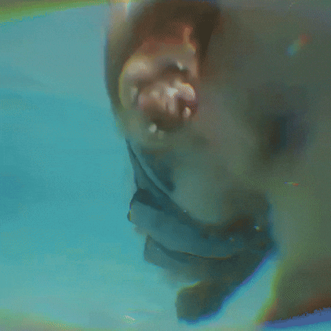 Corgi Swimming Dog GIF