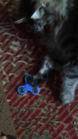 cat spinner GIF