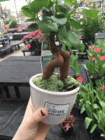 bonsai trim GIF