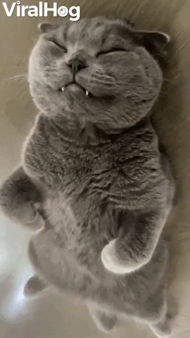 Video gif. We look down on a grey cat that lies on its back seemingly asleep as it opens its eyes sluggishly. 