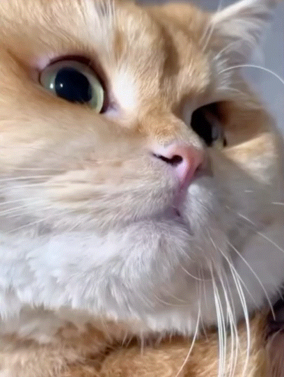 Cat GIF