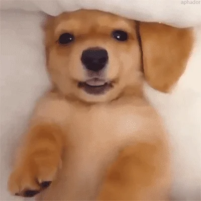 puppy GIF