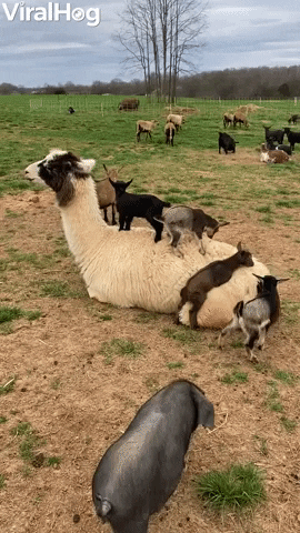 Goat Kids Use Patient Llama As Trampoline GIF by ViralHog