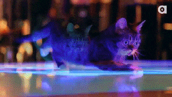 lil bub disco GIF by Internet Cat Video Festival