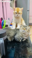 Golden Cat Massages Friend