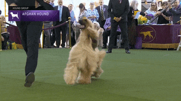 Afghan Hound Dogs GIF by Westminster Kennel Club