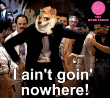 Wolf Wall Street Dog GIF by The Doge Pound 