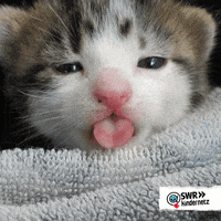 Cat Baby GIF by SWR Kindernetz