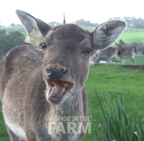 Funny Deer GIF by Wondeerful farm