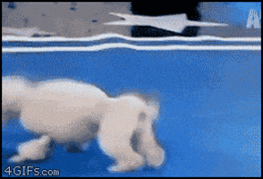 poodle backflips GIF