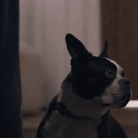season 1 dog GIF by Sorry For Your Loss
