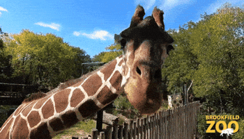 Giraffe Eating GIF by Brookfield Zoo