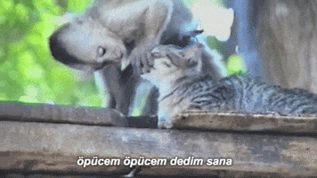 kedi funny cat cute gif GIF