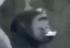 Monkey Business GIF