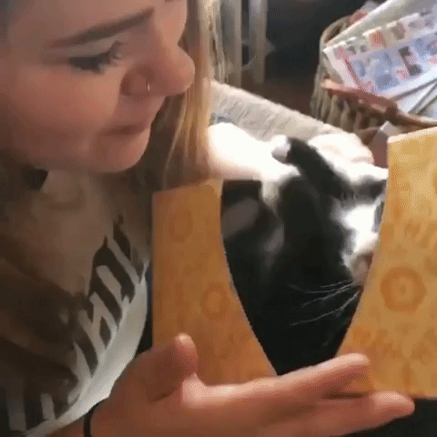 cat kisses kiss GIF