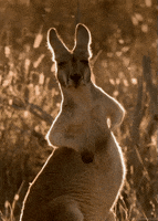 bbc natural world kangaroo GIF by Head Like an Orange