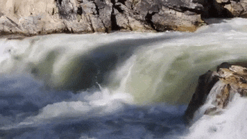 kern river salmon GIF by Kern River Outfitters
