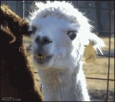 giphy.webp