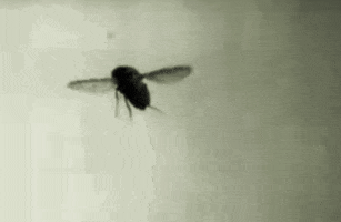 Slow Motion Fly GIF