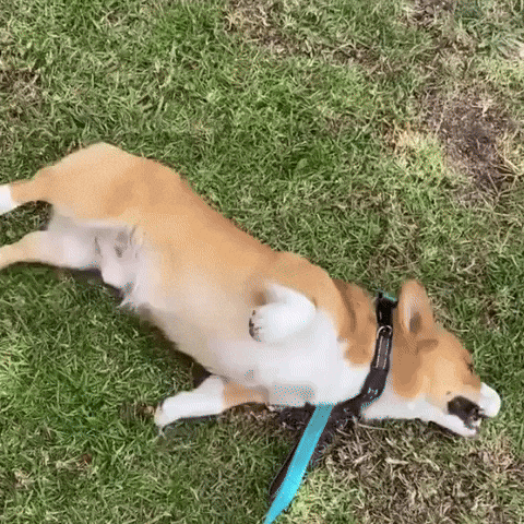 Corgi Cute Dog GIF