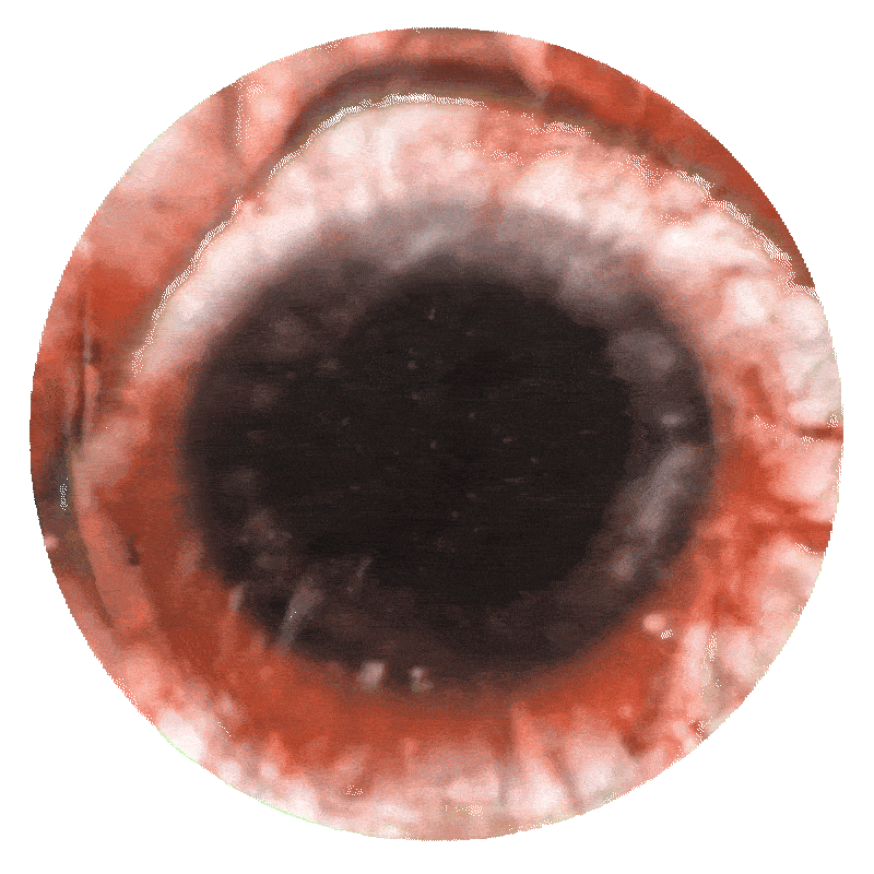 Eye Chaver Sticker by BDHW-Records