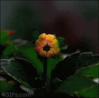 flower blooming GIF