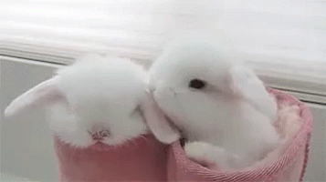 Sweet Kisses Bunnies GIF