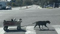 Dog Mom Pulls her Babies in a Wagon