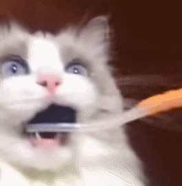 Video gif. A cat's teeth is being brushed and it is in utter shock at what's happening. They give their owner a dramatic, appalled stare even after they remove the toothbrush from its mouth.
