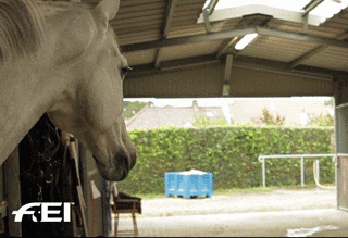 Horse Hello GIF by FEI Global - Find & Share on GIPHY