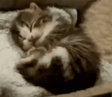 Cat GIF