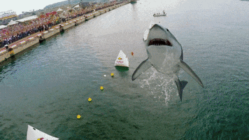 Shark GIF