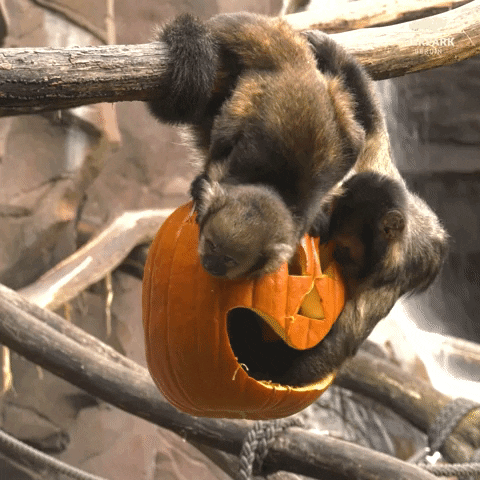 Halloween Monkey GIF by Tierpark Berlin